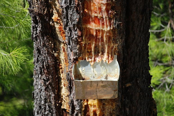Harvesting pine sap for Retsina