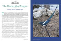 Carving the Black-billed Magpie