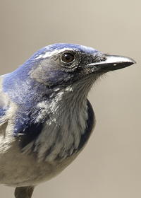 Live Bird Bonus: Scrub Jay Reference