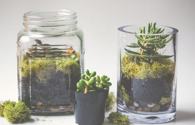 Sweet & Simple Berry Basket Succulent Planter | DIYIdeaCenter.com