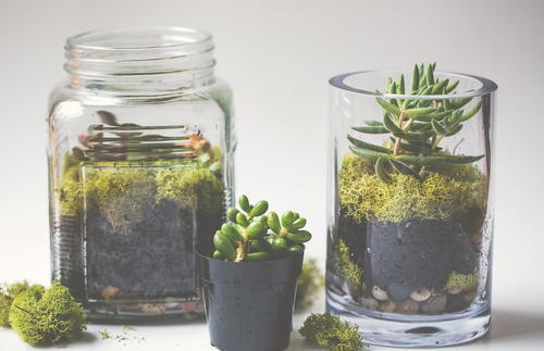 Simple Succulent DIY Terrariums