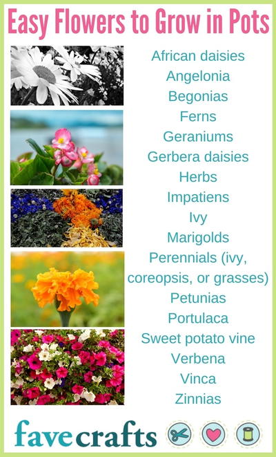 Easy Flowers to Grow in Pots