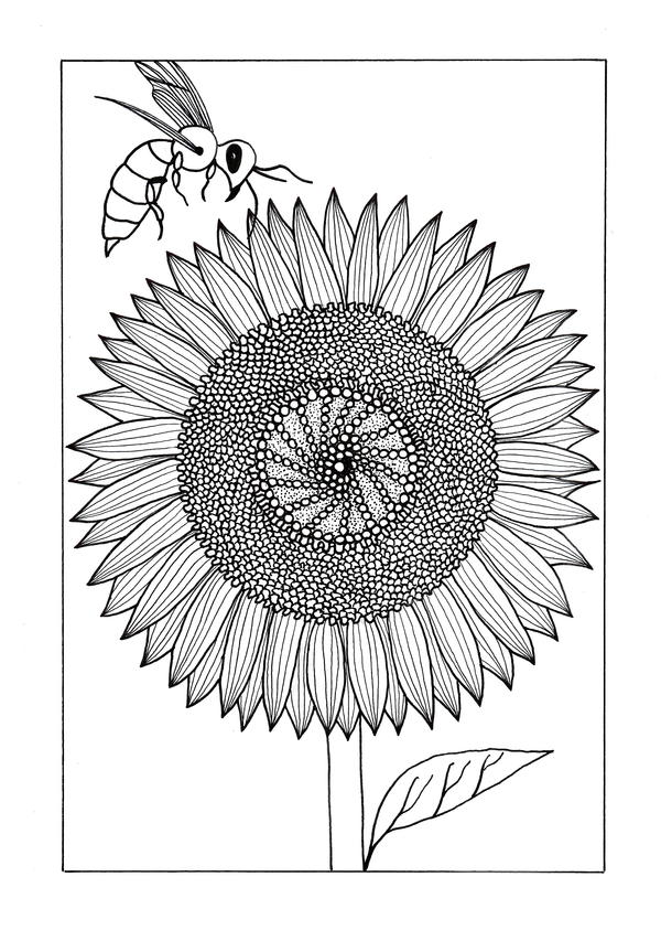 Vividly Intricate Sunflower Adult Coloring Page