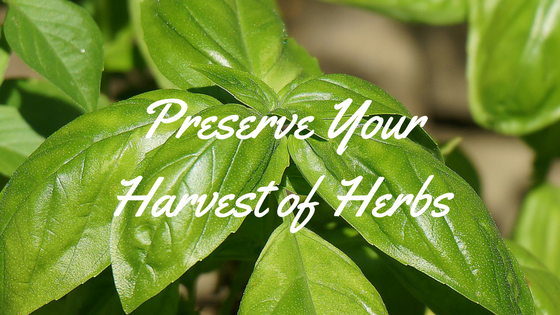 8 Herb Garden Tips for Cooks: What to Plant, When to Harvest, and More