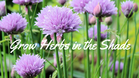 8 Herb Garden Tips for Cooks: What to Plant, When to Harvest, and More