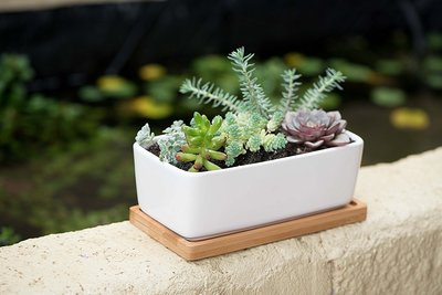 Starpack Ceramic Succulent Planter Pot