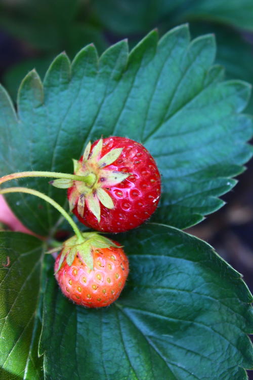 How to Care for Strawberry Plants