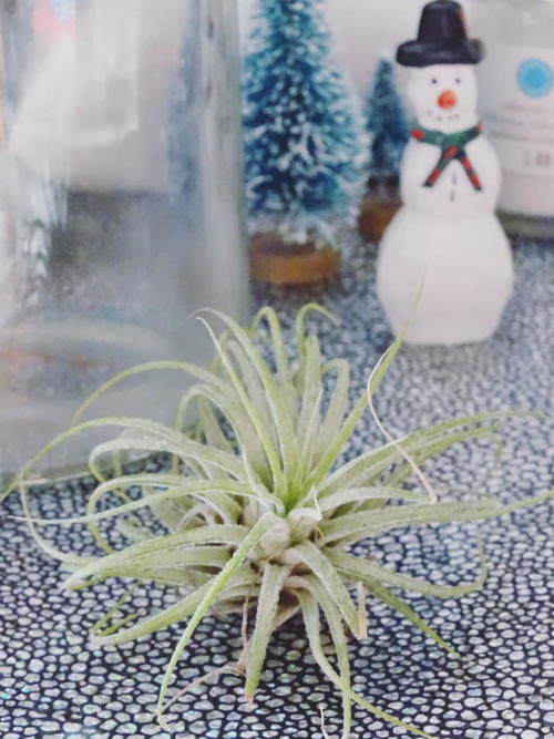 DIY Winter Wonderland Air Plant Terrarium