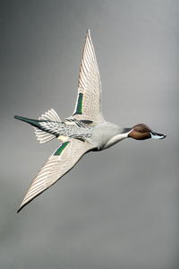From Palm Tree to Pintail