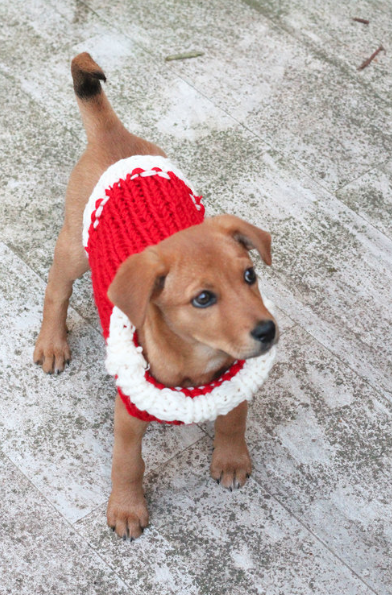 Knitting pattern dog coat jack russell hot sale