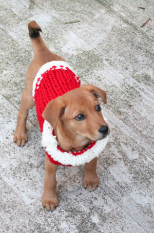VENMO Christmas Dogs Clothes Outfit Knitted Cute Bone Patterns Xmas Puppy T Shirts For Small Dogs M, Red 