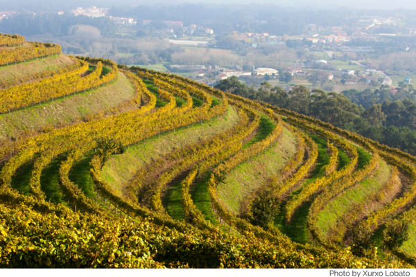 Rias Baixas grape vines