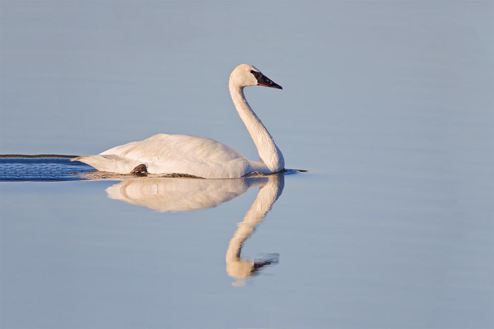 Big Birds | wildfowl-carving.com 【新品】WILD SWANS Bastin&Fils