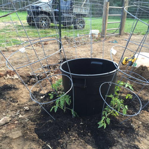 Self-Watering Tomato Plant System