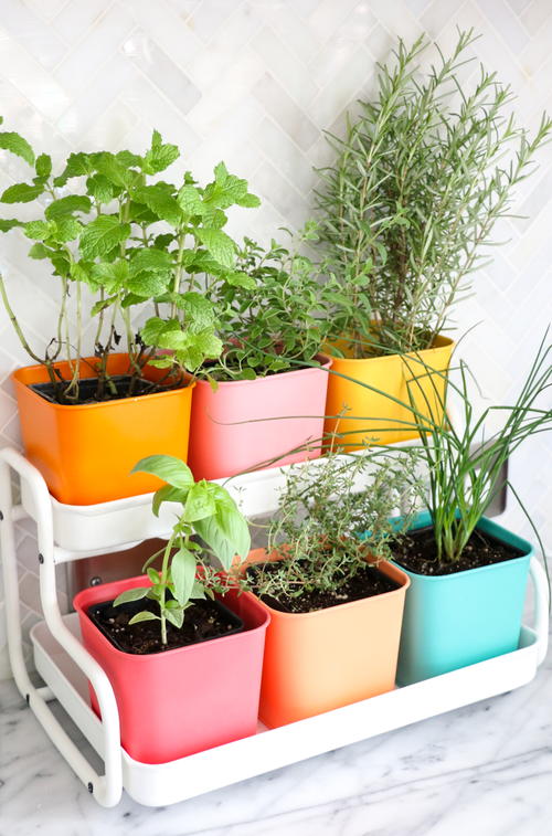 DIY Colorful Indoor Herb Garden