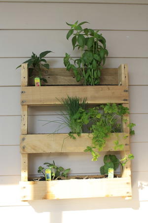 DIY Herb Garden for Apartments