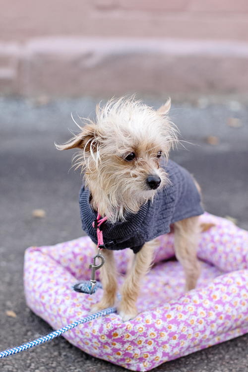 Cuddly Dog Sweater Sewing Pattern AllFreeSewing Cuddly Dog Sweater Sewing Pattern AllFreeSewing