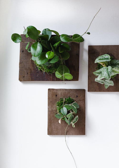 Wall-Mounted House Plants