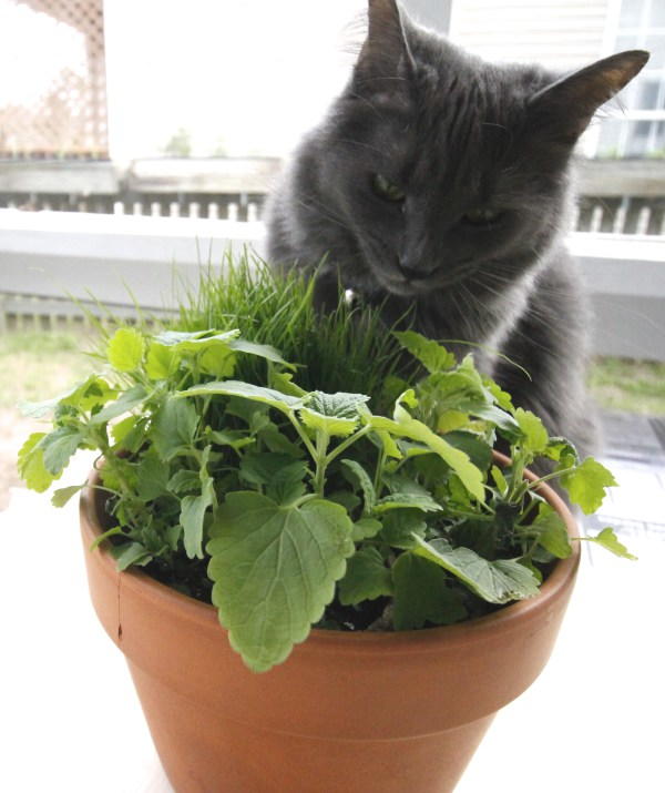 DIY Catnip Garden | DIYIdeaCenter.com