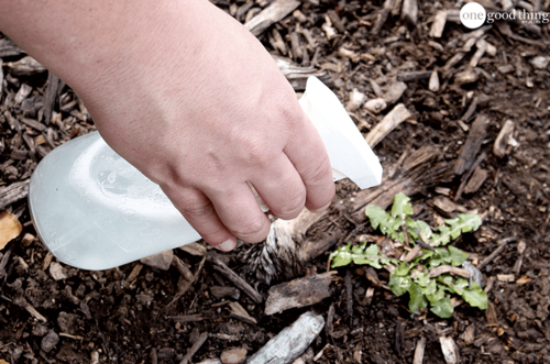 Super Easy DIY Weed Killer DIYIdeaCenter Com   Super Easy DIY Weed Killer Large500 ID 2625753 