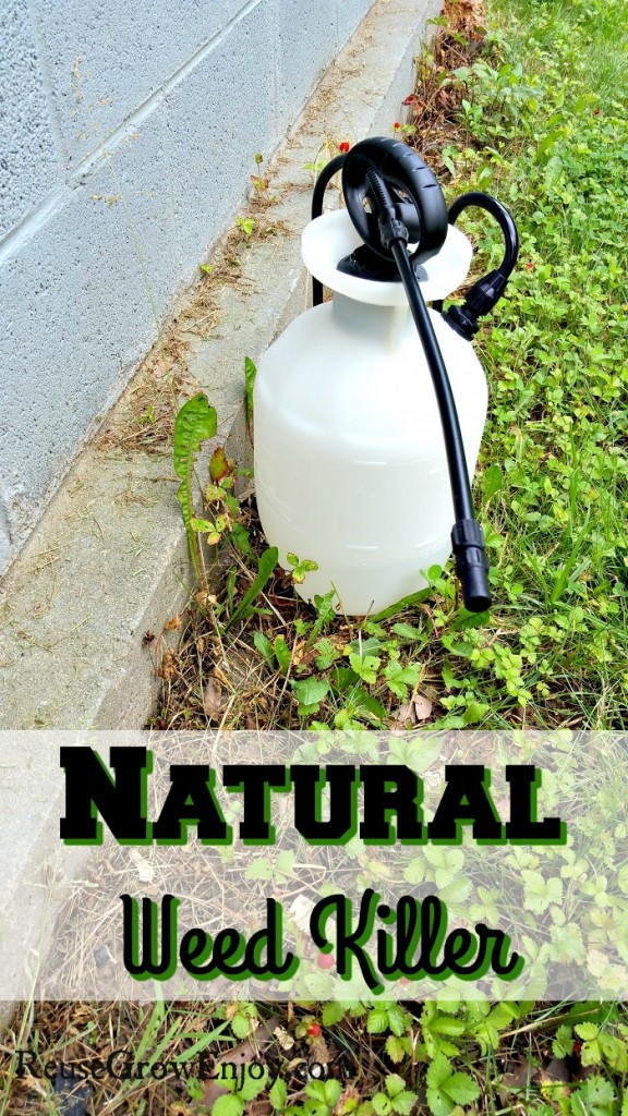 DIY BudgetFriendly Weed Killer