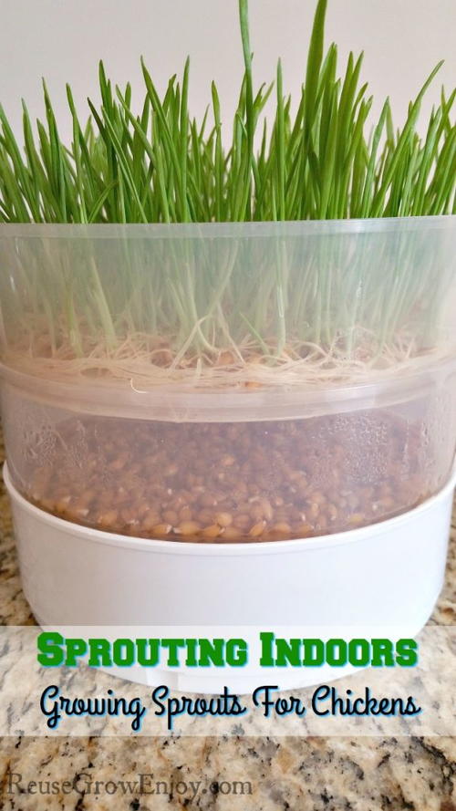How to Grow Sprouts Indoors for Chickens
