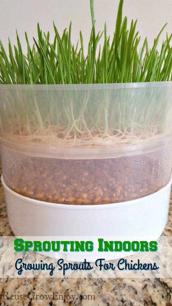 How to Grow Sprouts Indoors for Chickens