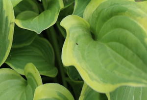How to Divide and Transplant Hostas