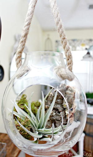 Growing and Caring for Air Plants Tutorial