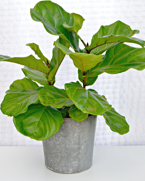 How to Care for Fiddle Leaf Fig Plants