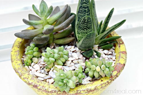 Growing and Caring for Succulents Tutorial