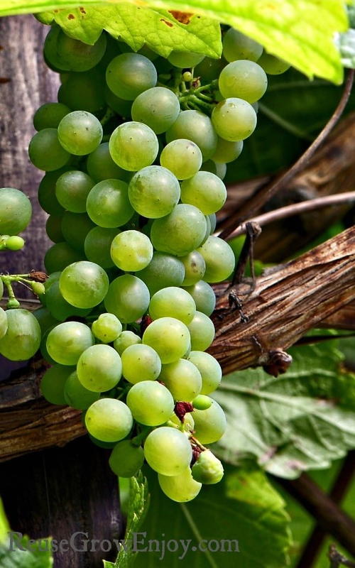 How to Grow Grapes Tutorial