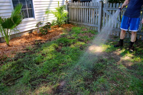 How to Transplant Grass