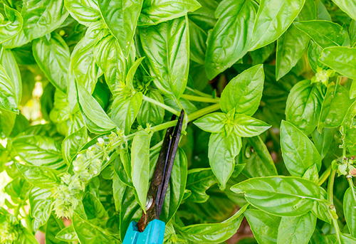 How to Prune Herbs Tutorial