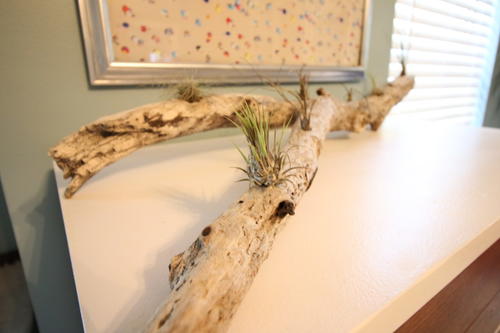 Rustic Driftwood Planter for Air Plants