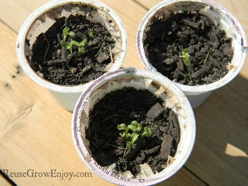 DIY Seed Starters in Upcycled K-Cups