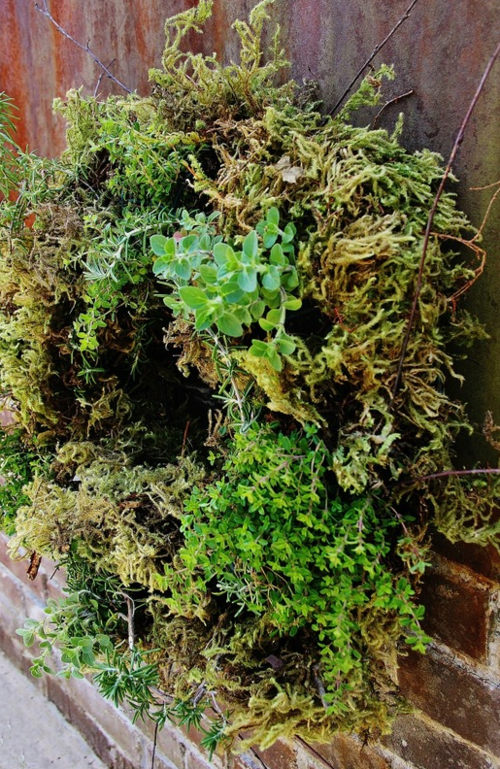 Living Herb Wreath