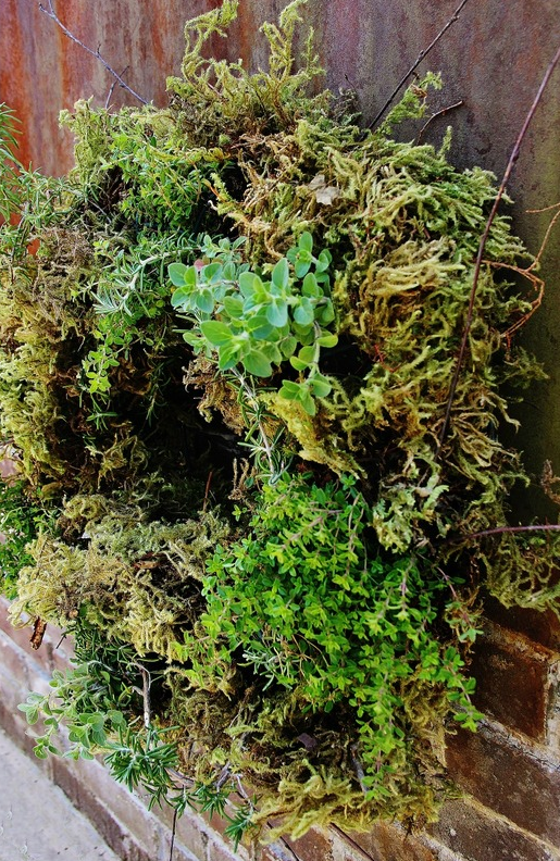 Living Herb Wreath | DIYIdeaCenter.com