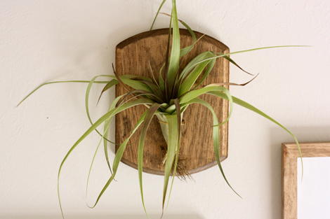Mounted Air Plant Tutorial