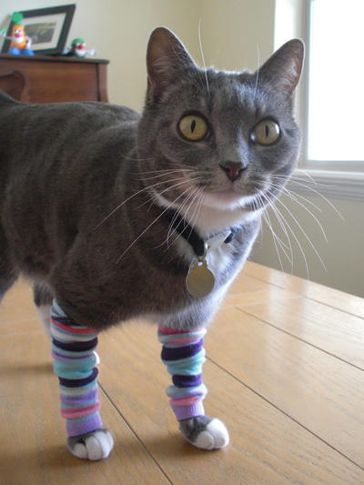 Unforgettable Kitty Leg Warmers