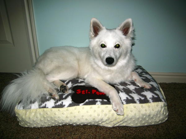 Personalized DIY Dog Bed