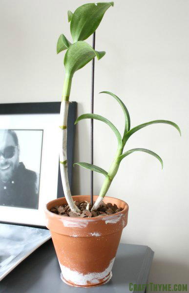 How to Repot an Orchid in Bark