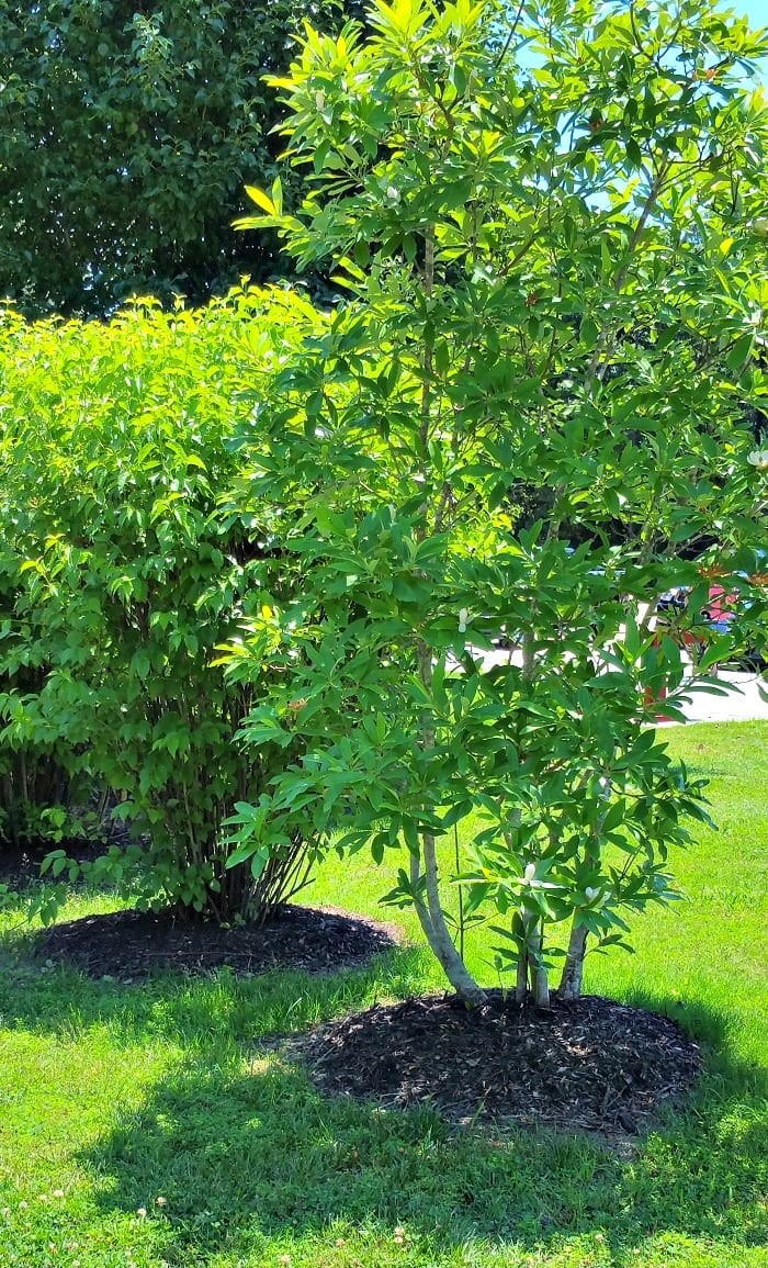 How to Mulch a Tree | DIYIdeaCenter.com