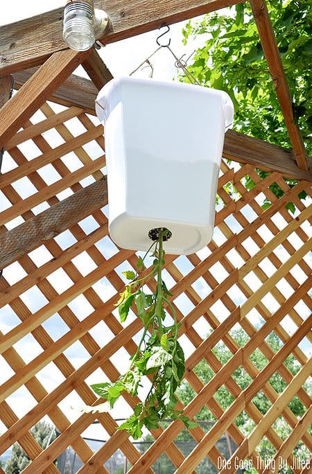 DIY Upside-Down Tomato Planter