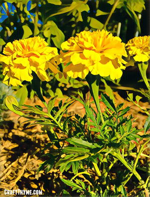 How to Grow Marigolds