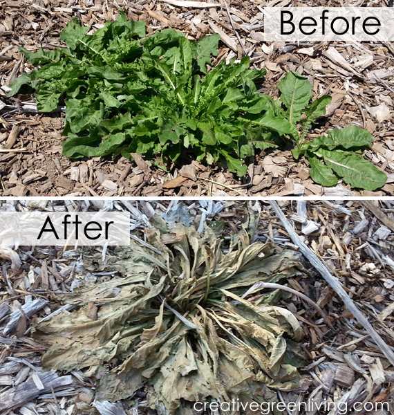 Easy DIY Weed Killer