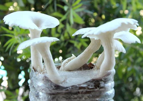 How to Grow Mushrooms in Coffee Grounds