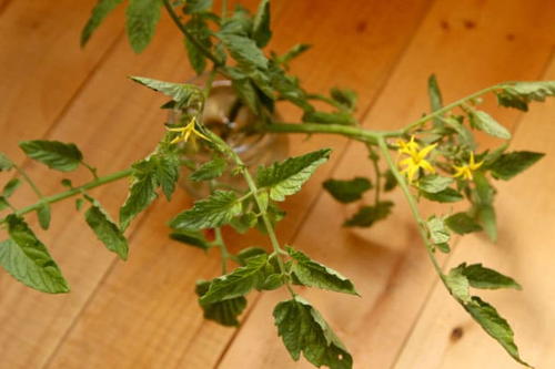 How to Root Tomato Plants