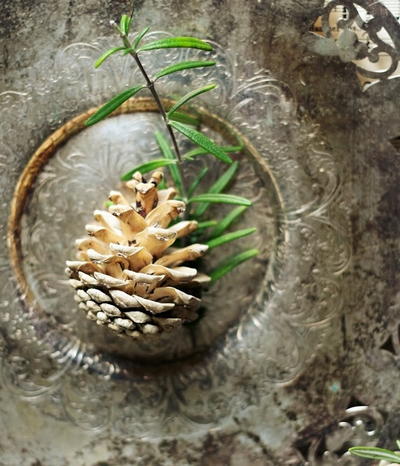 Bleached Pine Cones