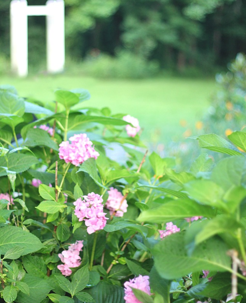 How to Encourage Hydrangea to Bloom